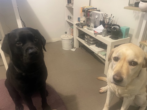 Two labradors, starved for attention, being made to wait.